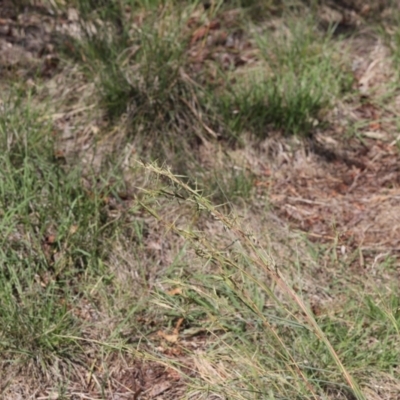 Cymbopogon refractus (Barbed-wire Grass) at Lyons, ACT - 14 Dec 2023 by ran452