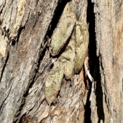 Chelepteryx collesi (White-stemmed Gum Moth) at Aranda, ACT - 15 Dec 2023 by KMcCue