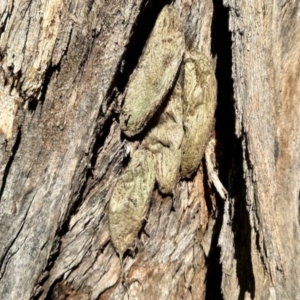 Chelepteryx collesi at Aranda, ACT - 15 Dec 2023