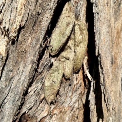 Chelepteryx collesi (White-stemmed Gum Moth) at Aranda, ACT - 15 Dec 2023 by KMcCue