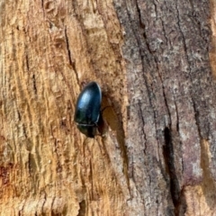 Chalcopteroides sp. (genus) at Aranda, ACT - 15 Dec 2023 by KMcCue