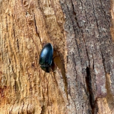 Unidentified Darkling beetle (Tenebrionidae) at Aranda, ACT - 14 Dec 2023 by KMcCue