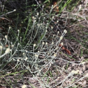 Calocephalus citreus at Lyons, ACT - 14 Dec 2023