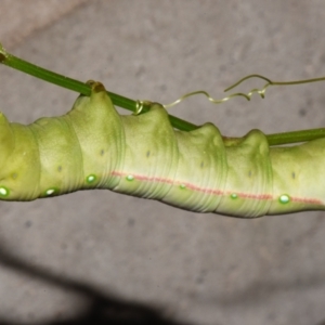 Gnathothlibus eras at Sheldon, QLD - 11 Dec 2023