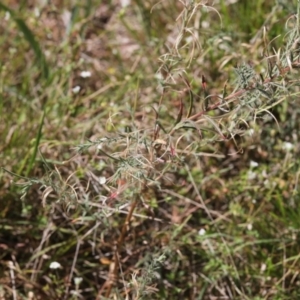 Epilobium sp. at Lyons, ACT - 14 Dec 2023