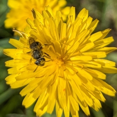 Lasioglossum (Chilalictus) sp. (genus & subgenus) (Halictid bee) at Belconnen, ACT - 14 Dec 2023 by emmelinenorris