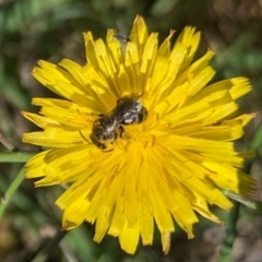 Lasioglossum (Chilalictus) sp. (genus & subgenus) at Jarramlee North (JRN) - 15 Dec 2023