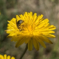 Lasioglossum (Chilalictus) sp. (genus & subgenus) at Jarramlee North (JRN) - 15 Dec 2023