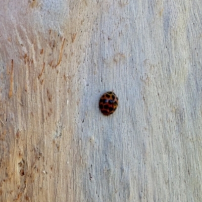 Harmonia conformis (Common Spotted Ladybird) at Aranda, ACT - 15 Dec 2023 by KMcCue