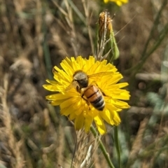 Apis mellifera (European honey bee) at Belconnen, ACT - 14 Dec 2023 by emmelinenorris