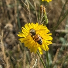 Apis mellifera (European honey bee) at Jarramlee North (JRN) - 15 Dec 2023 by emmelinenorris