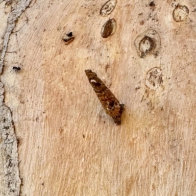 Conoeca guildingi (A case moth) at Aranda, ACT - 14 Dec 2023 by KMcCue