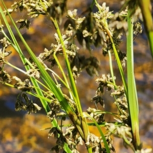 Scirpus polystachyus at Namadgi National Park - 15 Dec 2023