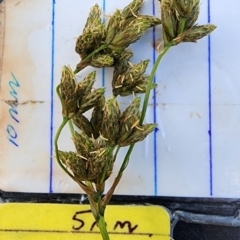 Scirpus polystachyus at Namadgi National Park - 15 Dec 2023