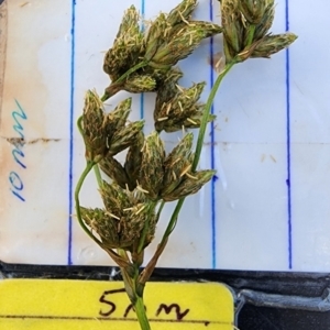 Scirpus polystachyus at Namadgi National Park - 15 Dec 2023 11:52 AM