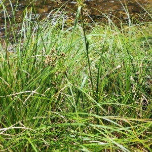 Scirpus polystachyus at Namadgi National Park - 15 Dec 2023 11:52 AM