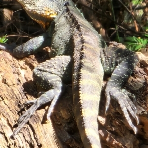 Intellagama lesueurii howittii at Namadgi National Park - 15 Dec 2023