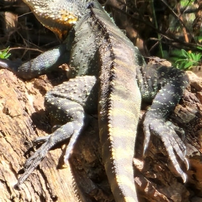 Intellagama lesueurii howittii (Gippsland Water Dragon) at Namadgi National Park - 15 Dec 2023 by Steve818