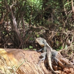 Intellagama lesueurii howittii at Namadgi National Park - 15 Dec 2023