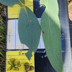 Eucalyptus dives (Broad-leaved Peppermint) at Cotter River, ACT - 15 Dec 2023 by Steve818