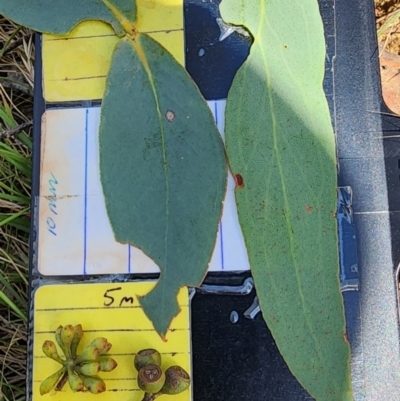 Eucalyptus dives (Broad-leaved Peppermint) at Namadgi National Park - 15 Dec 2023 by Steve818