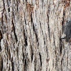 Eucalyptus dives at Namadgi National Park - 15 Dec 2023