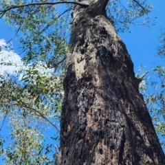 Eucalyptus dives at Namadgi National Park - 15 Dec 2023