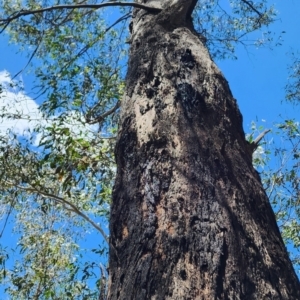 Eucalyptus dives at Namadgi National Park - 15 Dec 2023