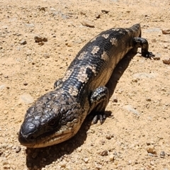 Tiliqua nigrolutea (Blotched Blue-tongue) at Cotter River, ACT - 15 Dec 2023 by Steve818