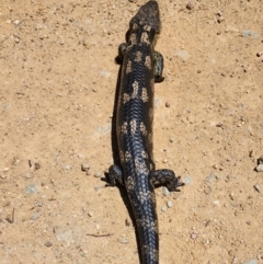 Tiliqua nigrolutea at Namadgi National Park - 15 Dec 2023