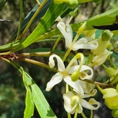 Lomatia myricoides (River Lomatia) at Cotter River, ACT - 15 Dec 2023 by Steve818