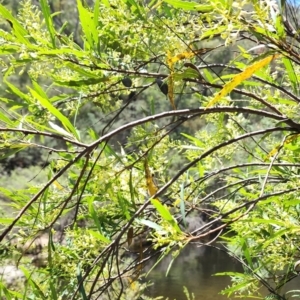 Lomatia myricoides at Namadgi National Park - 15 Dec 2023