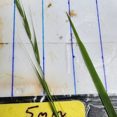 Microlaena stipoides (Weeping Grass) at Cotter River, ACT - 15 Dec 2023 by Steve818