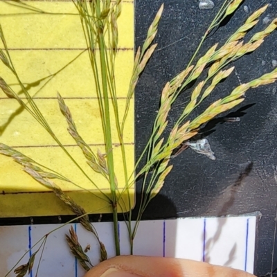 Poa helmsii (Broad-leaved Snow Grass) at Cotter River, ACT - 14 Dec 2023 by Steve818