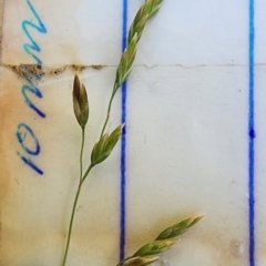 Poa helmsii at Namadgi National Park - 15 Dec 2023