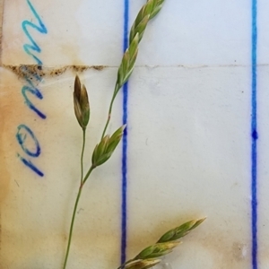 Poa helmsii at Namadgi National Park - 15 Dec 2023