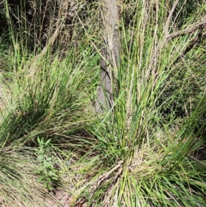 Poa helmsii at Namadgi National Park - 15 Dec 2023 10:12 AM