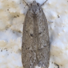 Chezala privatella (A Concealer moth) at Lyons, ACT - 15 Dec 2023 by ran452