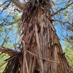 Eucalyptus viminalis (Ribbon Gum) at Cotter River, ACT - 14 Dec 2023 by Steve818