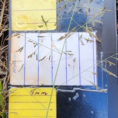 Eragrostis curvula (African Lovegrass) at Cotter River, ACT - 14 Dec 2023 by Steve818