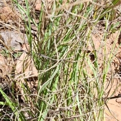 Eragrostis curvula at Namadgi National Park - 15 Dec 2023 10:48 AM