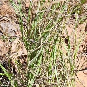 Eragrostis curvula at Namadgi National Park - 15 Dec 2023