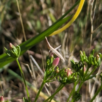 Acrida conica (Giant green slantface) at Jarramlee North (JRN) - 14 Dec 2023 by emmelinenorris