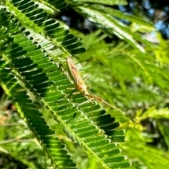 Rayieria sp. (genus) (Mirid plant bug) at Aranda, ACT - 14 Dec 2023 by KMcCue