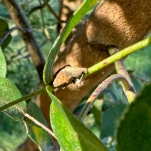 Gonipterus scutellatus at Aranda, ACT - 15 Dec 2023