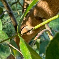 Gonipterus scutellatus (Eucalyptus snout beetle, gum tree weevil) at Aranda, ACT - 14 Dec 2023 by KMcCue