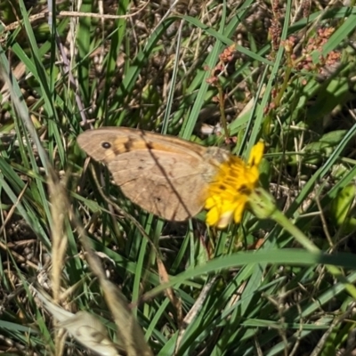 Heteronympha merope (Common Brown Butterfly) at Jarramlee North (JRN) - 14 Dec 2023 by emmelinenorris