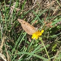 Heteronympha merope at Jarramlee North (JRN) - 15 Dec 2023