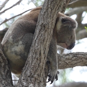 Phascolarctos cinereus at Ormiston, QLD - 15 Dec 2023