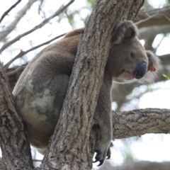 Phascolarctos cinereus at Ormiston, QLD - 15 Dec 2023